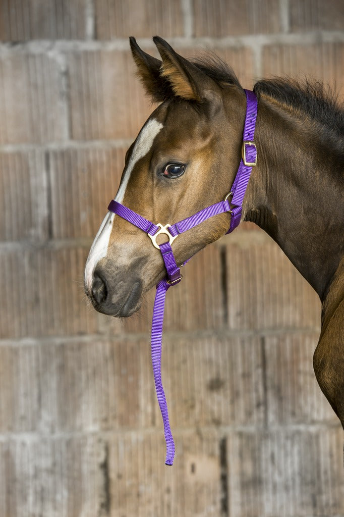 Norton - Licol foal + longe