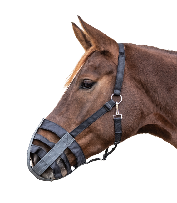 Waldhausen - Muselière