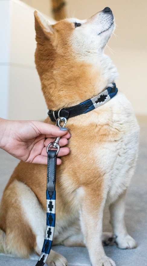 HFI - Laisse en cuir Chien "Polo"