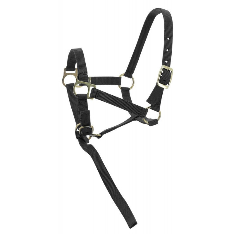 Norton - Licol foal + longe
