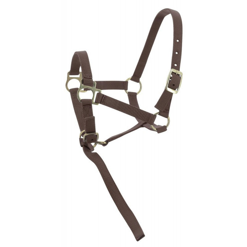 Norton - Licol foal + longe