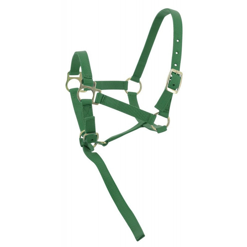 Norton - Licol foal + longe