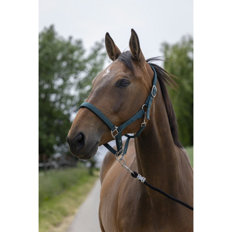 Norton - Licol Satine