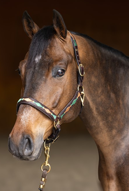 HFI - Licol en cuir "POLO"